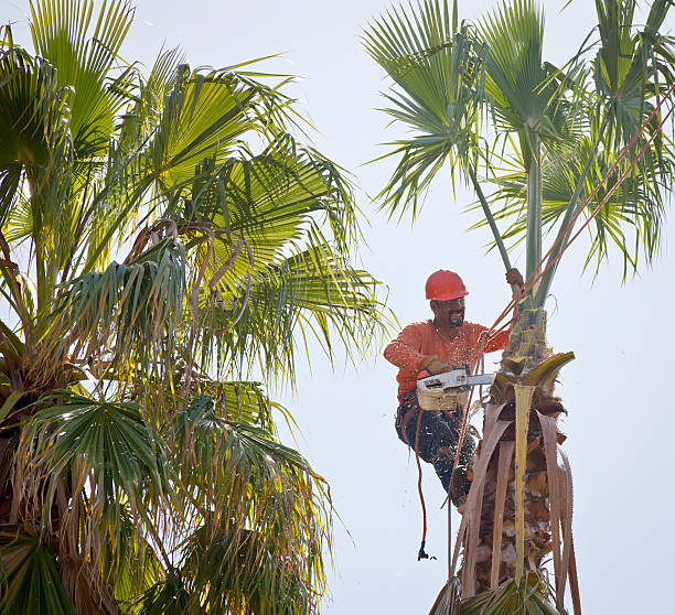 Best Tree Cutting Near Me  in Lamont, CA